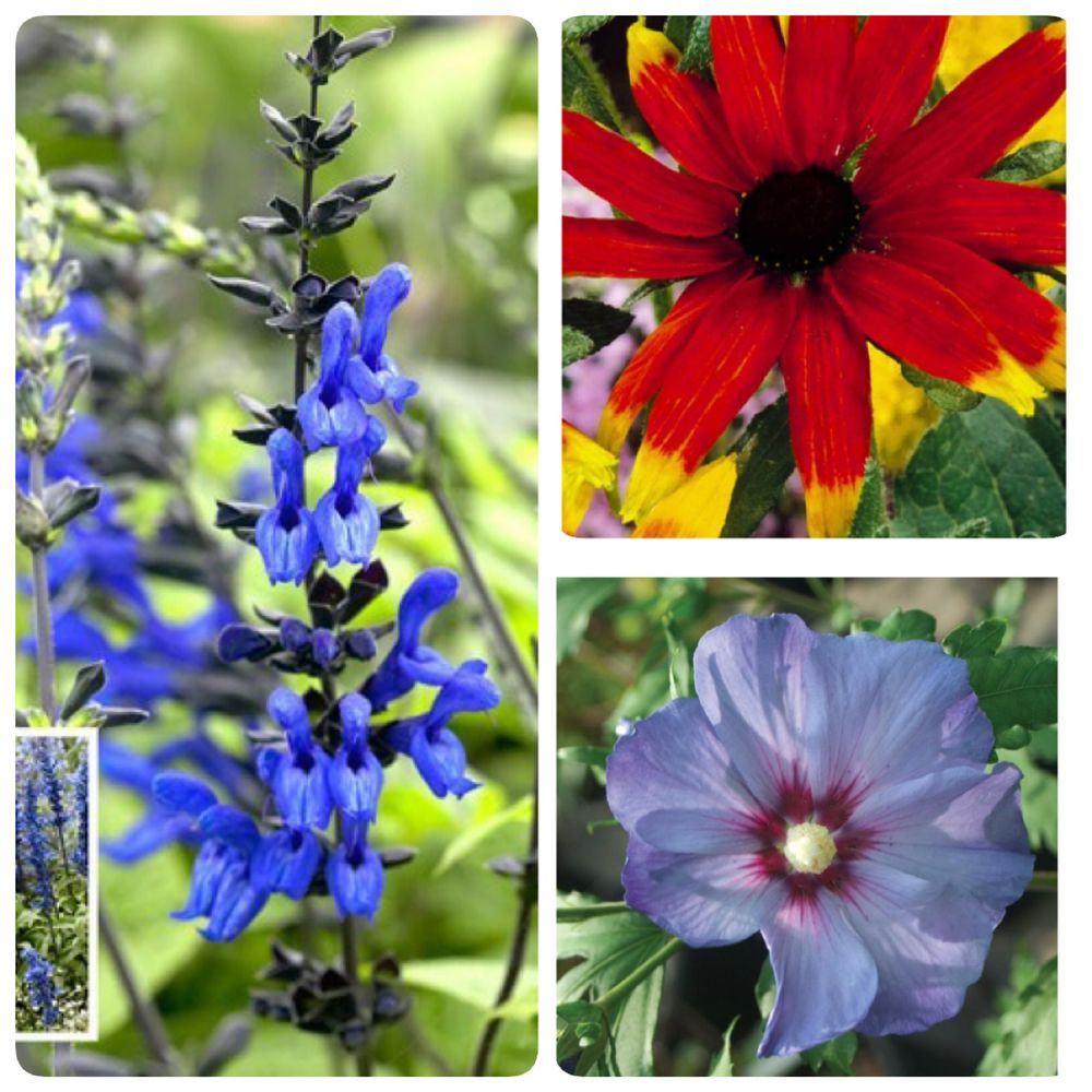 My garden concepts