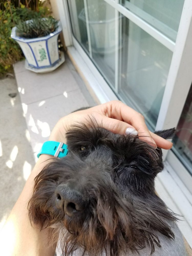 Hollywoof Dog Grooming - 19 Photos &amp; 48 Reviews - Pet Stores - 1120 W Magnolia Blvd, Burbank, CA