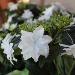 Armstrong Garden Centers 40 Photos 39 Reviews Nurseries Photo Of Armstrong Garden Centers Thousand Oaks Ca United States Shooting Star