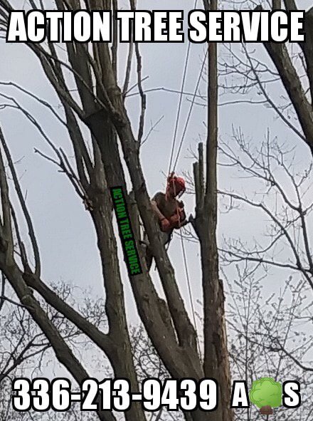 Action Tree Service