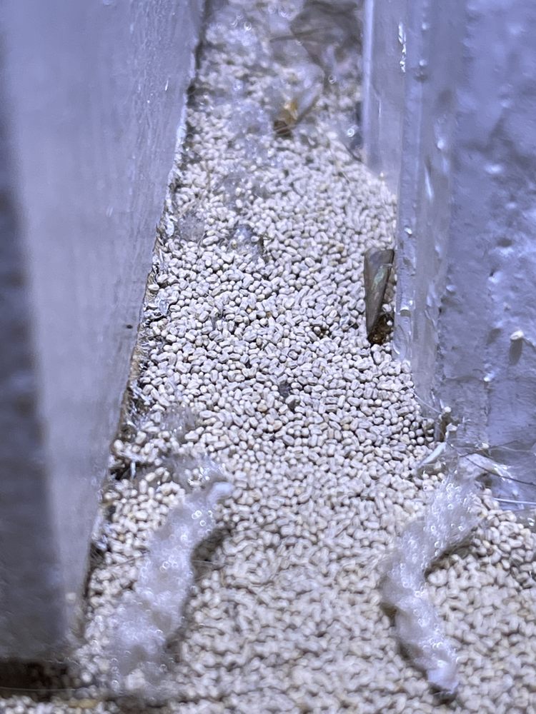 A Bug's Life Pest Management