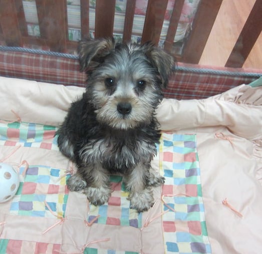 broadway puppies broadway puppies and boutique cerrado 12 fotos y 10 rese 241 as tienda de mascotas broadway puppies broadway puppies and boutique cerrado 12 fotos y 10 rese 241 as tienda de mascotas