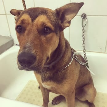 scrubby puppy scrubby puppy pet wash salon 82 photos 182 reviews pet groomers 1125 e 16th scrubby puppy scrubby puppy pet wash salon 82 photos 182 reviews pet groomers 1125 e 16th