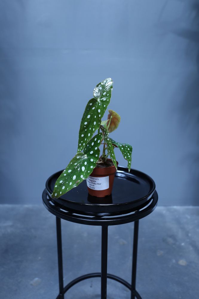 Blvd Nursery