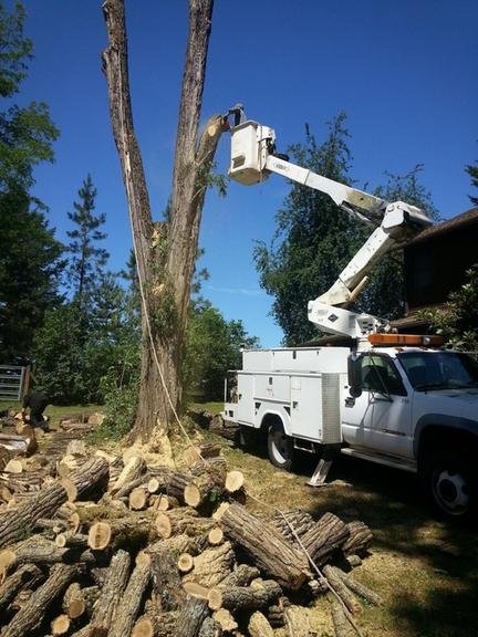 A Better Cut Greg's Tree Service