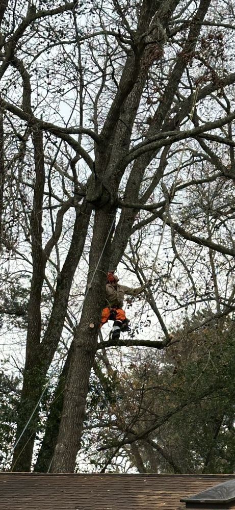 Banda’s Tree Service and Lawn Care