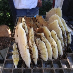 Photo of Pest Control Solutions - Palm Springs, CA, United States. Need Honey Pest Control Palm Springs Pest Control Palm Springs Photo of Pest Control Solutions - Palm Springs, CA, United States. Need Honey