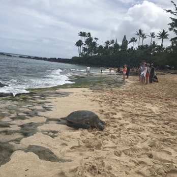 Laniakea Beach 1028 Photos 368 Reviews Beaches 61 676 Photo Of Laniakea Beach Haleiwa Hi United States