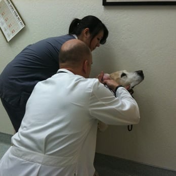 vca winchester animal hospital