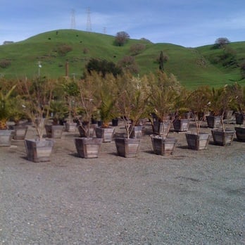 Calaveras Nursery 30 Photos 36 Reviews Garden Centres 1000 Photo Of Calaveras Nursery Sunol Ca United States They Have Many