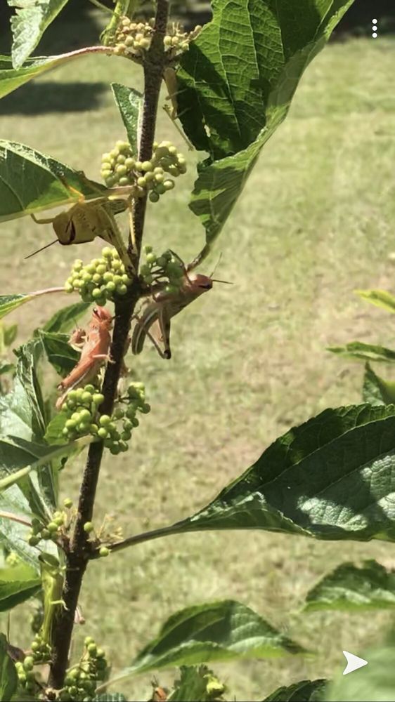 Foscue Plantation House