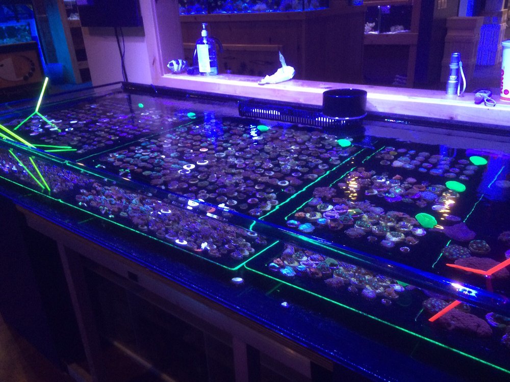 Awesome frag tank! 100's of frags! - Yelp