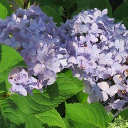 The Best 10 Nurseries Gardening Near Hahira Ga 31632 Last Hahira Nursery Nurseries Gardening