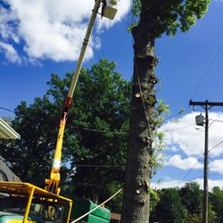 Tree Services In Dayton Yelp A M Tree Experts