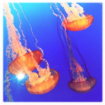 jellies experience at the