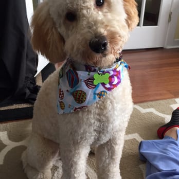 yuppie puppy oak park amanda w s reviews chicago yelp yuppie puppy oak park amanda w s reviews chicago yelp