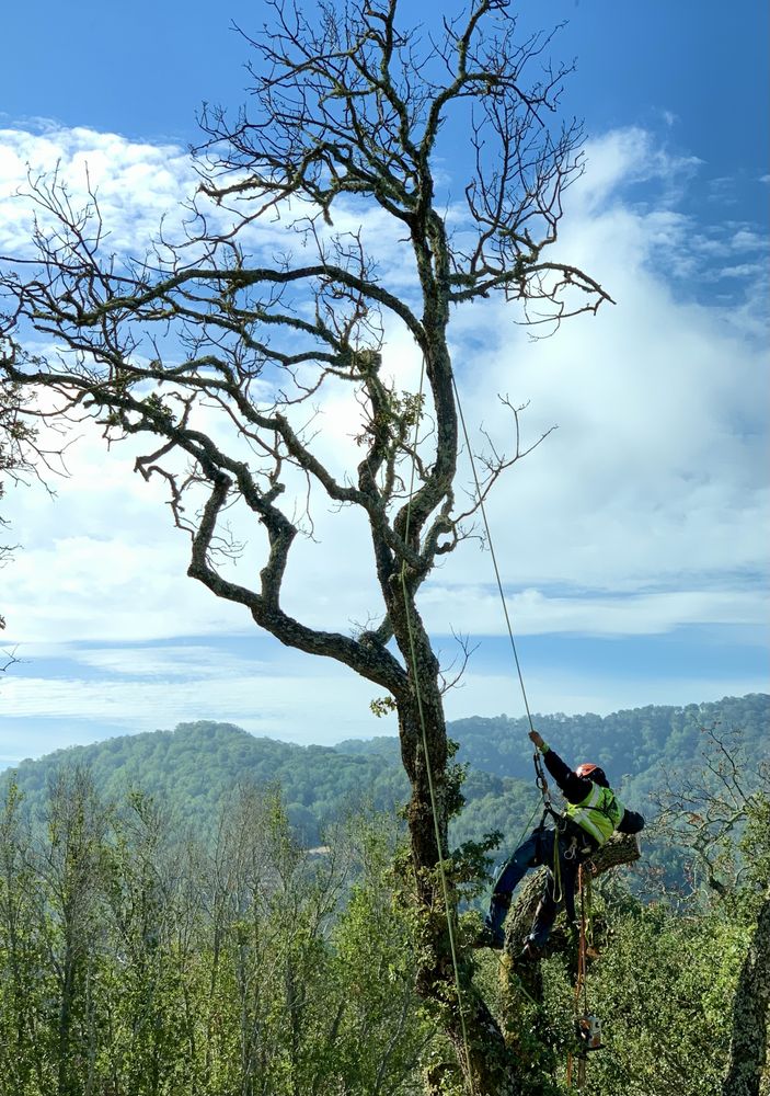 Monster Tree Service of North Bay
