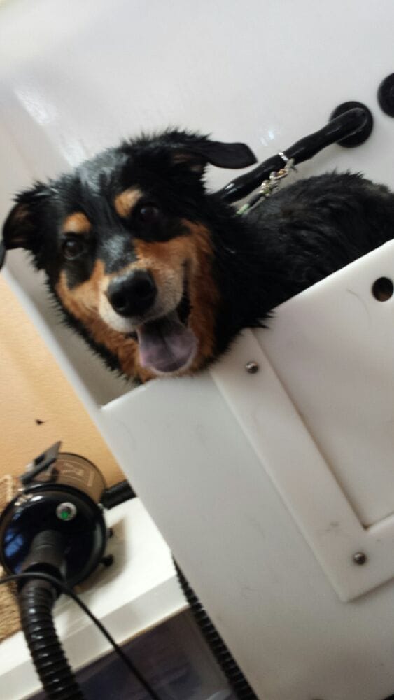 Dirty Paws 46 Photos & 37 Reviews Pet Groomers 4501 E Carson St