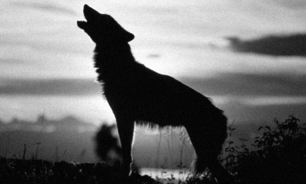 Apex Wildlife Removal, Depredation & Exclusion