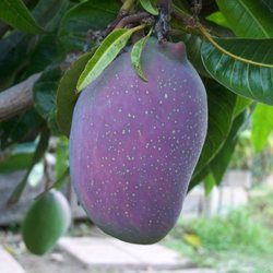 Bonita Creek Nursery 42 Photos 19 Reviews Nurseries Photo Of Bonita Creek Nursery Ca United States Purple Mango
