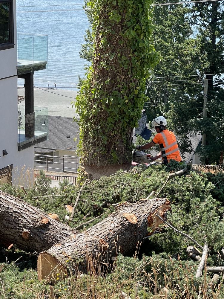 M McConkey Arborist Services