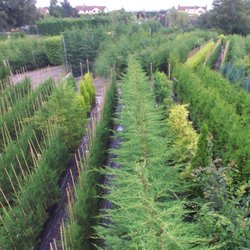 Evergreen Hedging Gardening Centres Greenshutters Nurseries Photo Of Evergreen Hedging Taunton Somerset United Kingdom