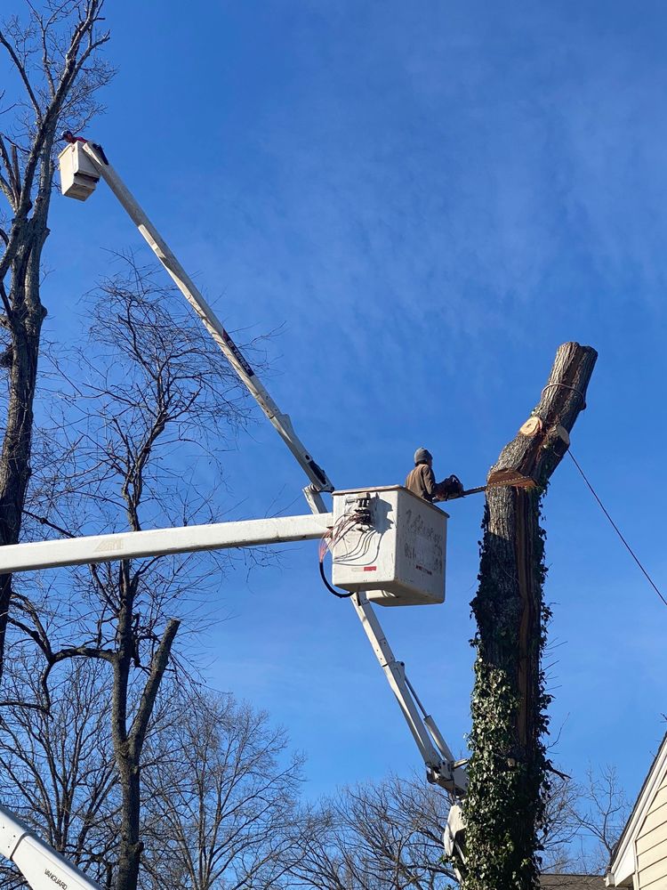 Big Orange Tree Service by Jason Stiltner