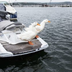 daybreak boat rentals daybreak boat rentals 30 photos 46 reviews boating daybreak boat rentals daybreak boat rentals 30 photos 46 reviews boating