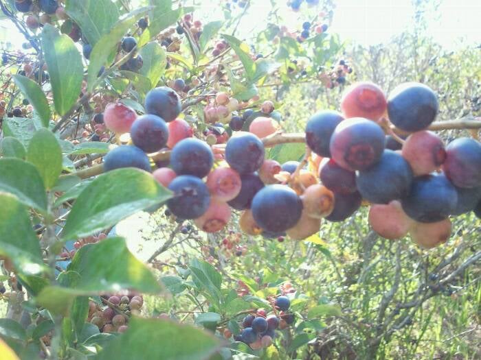 Braddock’s Blueberry Farm Farmers Market 4136 Thomas Mill Rd