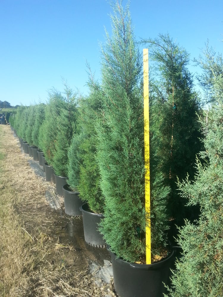 Hope Valley Tree Farm 18 Photos Tree Services 240 Earhardt Rd