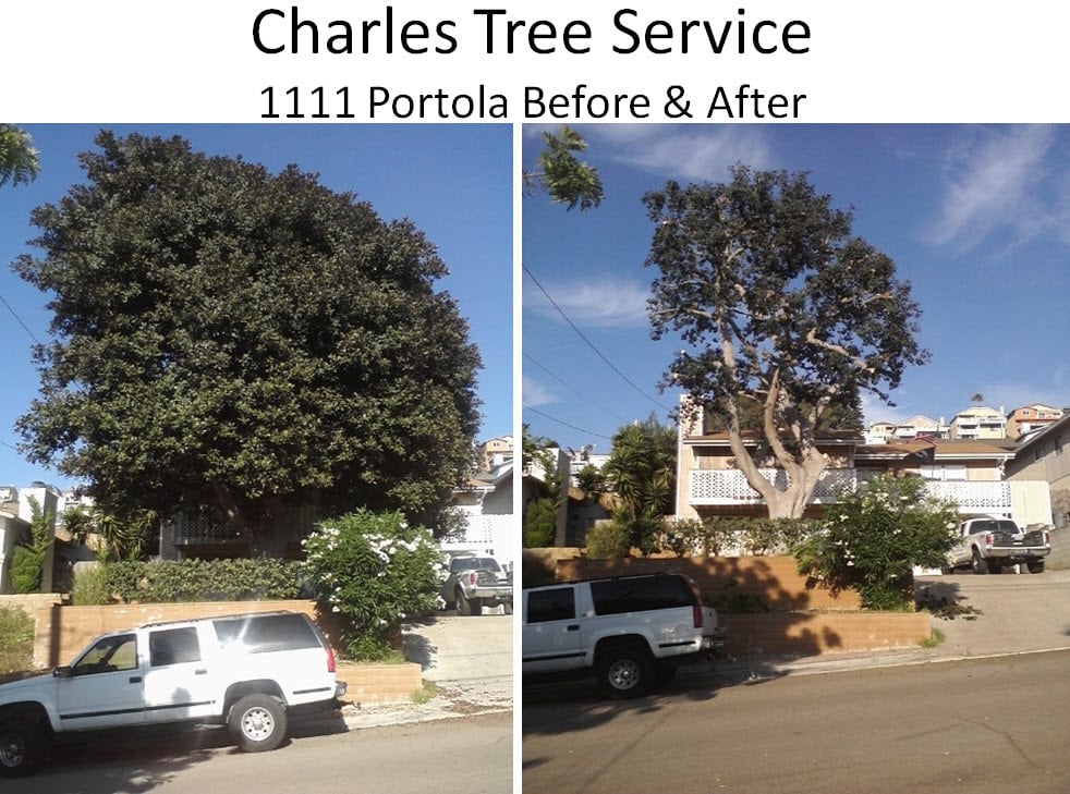 San Diego's Best 25 Tree Services Companies in 2018