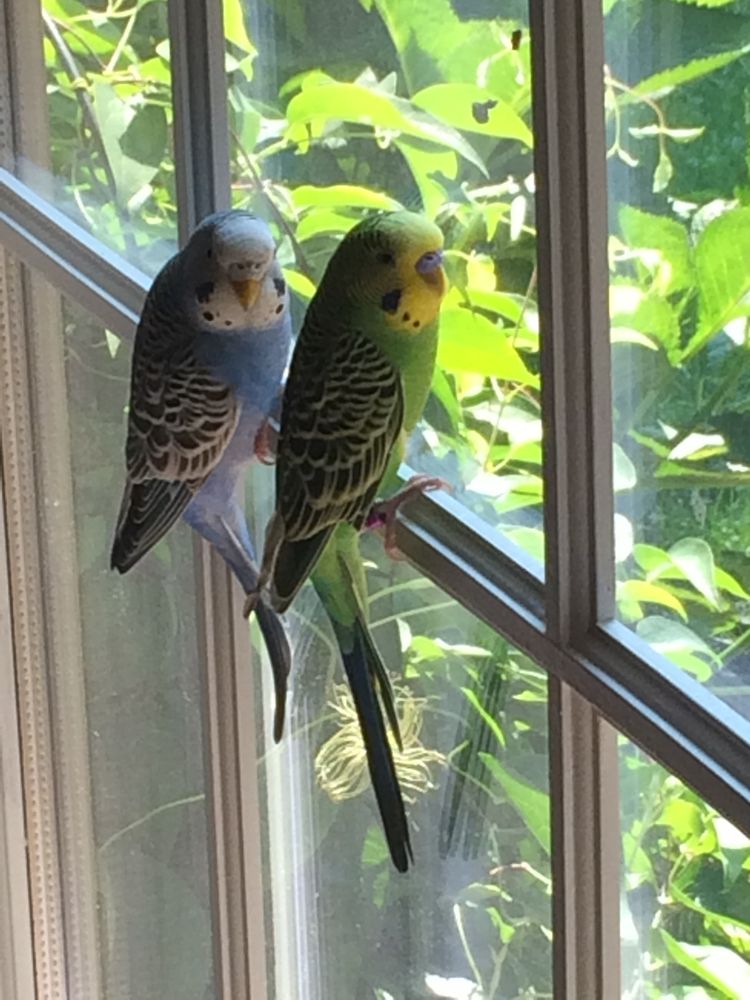 Animal Paradise Pet Care