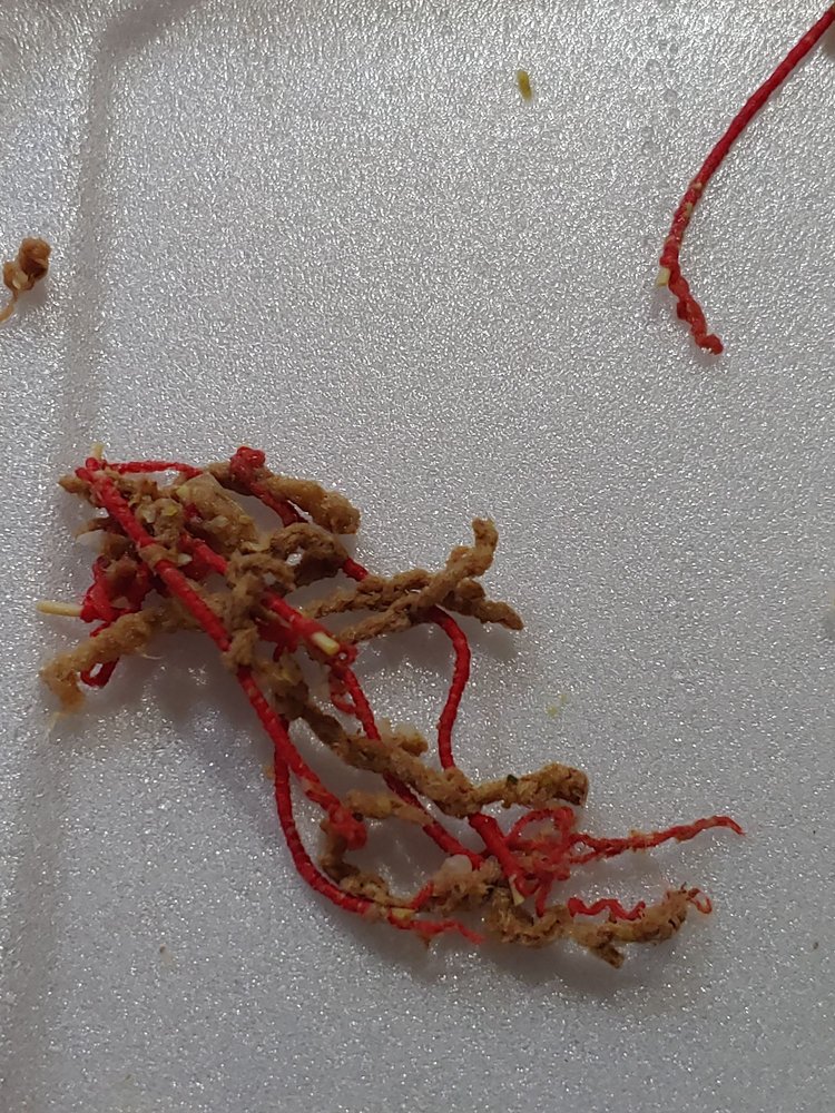 El Rico Pollo El Rico Pollo