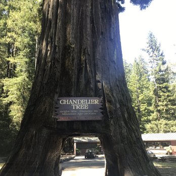 Drive Thru Tree 264 Photos 133 Reviews Parks 67402 Photo Of Drive Thru Tree Leggett Ca United States