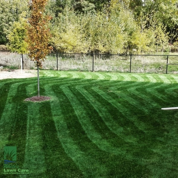 White's lawn care