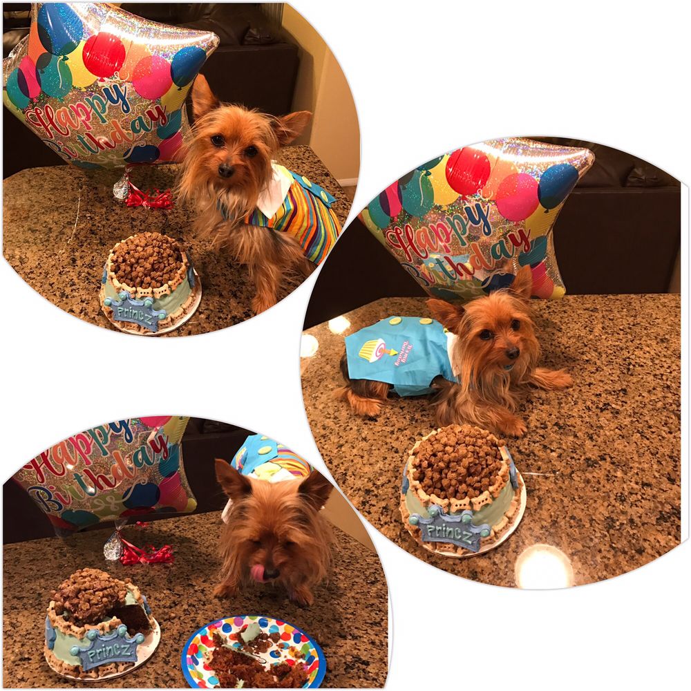 Woof Gang Bakery & Grooming 71 Photos & 88 Reviews Pet Services 7080 N Durango Dr