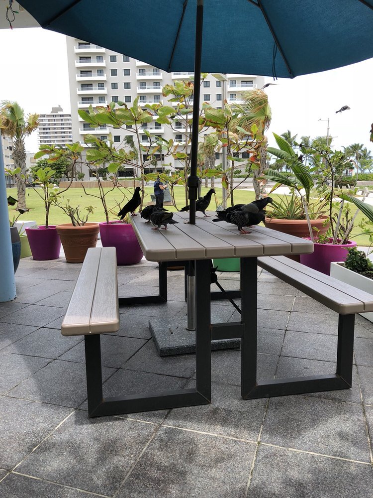 Beware Of The Resident Birds Yelp Photo Of Ben Jerry S San Juan Puerto Rico Beware