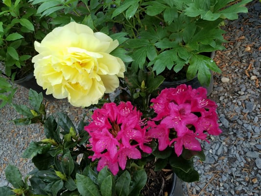 Twin Branch Nursery Landscape 1169 W Wylie Bridge Rd Woodstock Ga Reviews