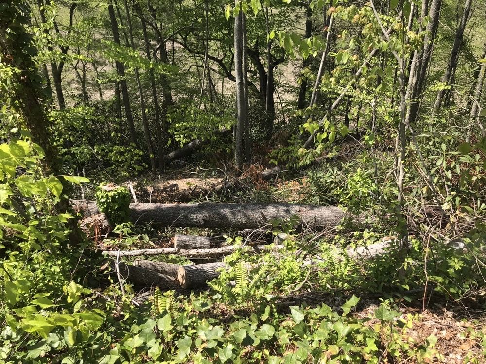 James Roberts Professional Tree Service