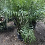 Palm Gardens Nursery Nurseries Gardening 4761 Judge Rd Photo Of Palm Gardens Nursery Orlando Fl United States