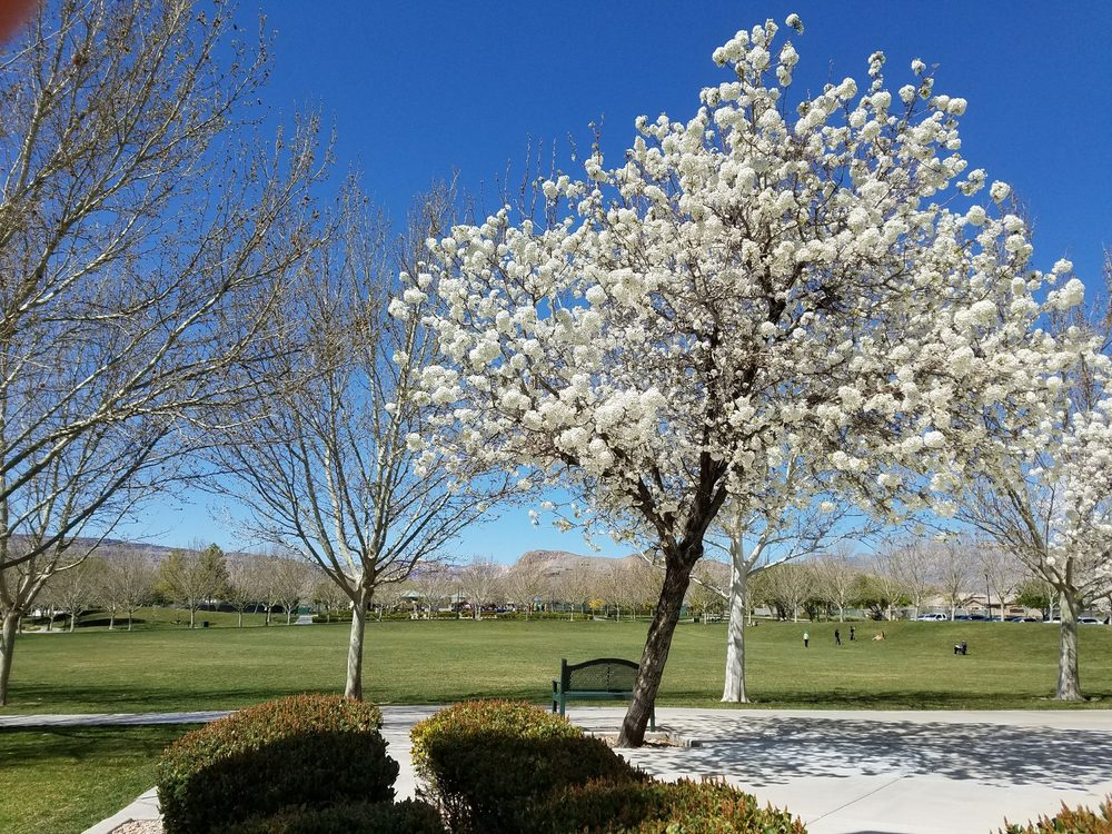 By The Community Center Looking West At A Cherry Blossom Tree Open Photo Of Gardens Park Community Center Las Vegas Nv United States