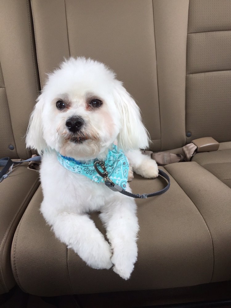 Paws At Home Pet Sit