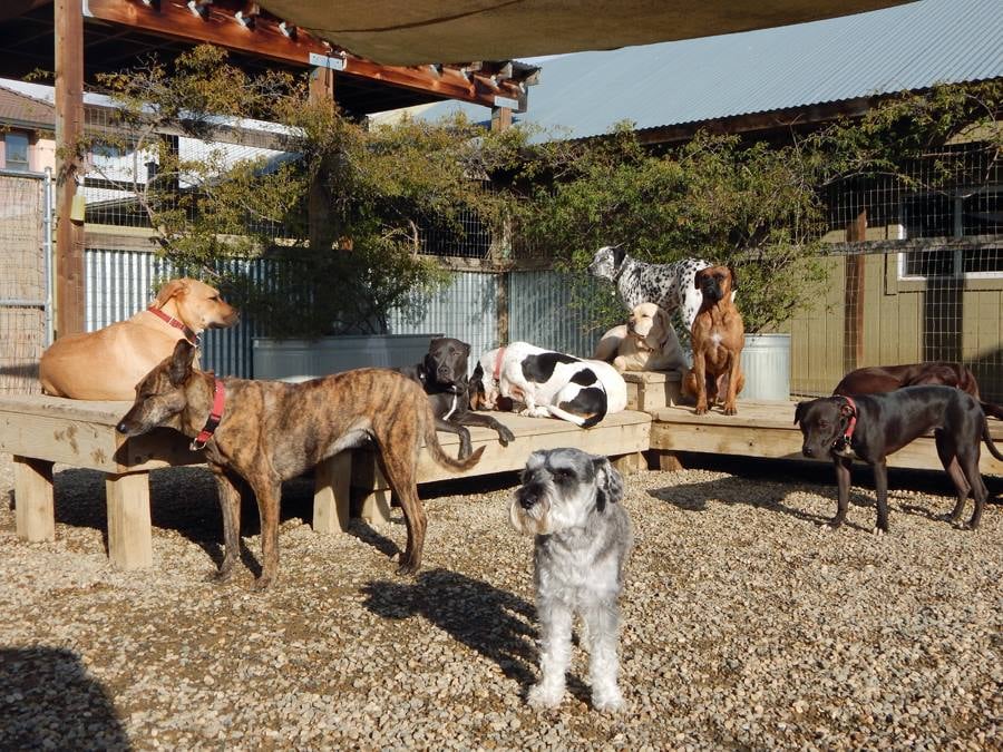 Sonoma Dog Camp 12 Reviews Pet Sitting 1061 Broadway, Sonoma, CA