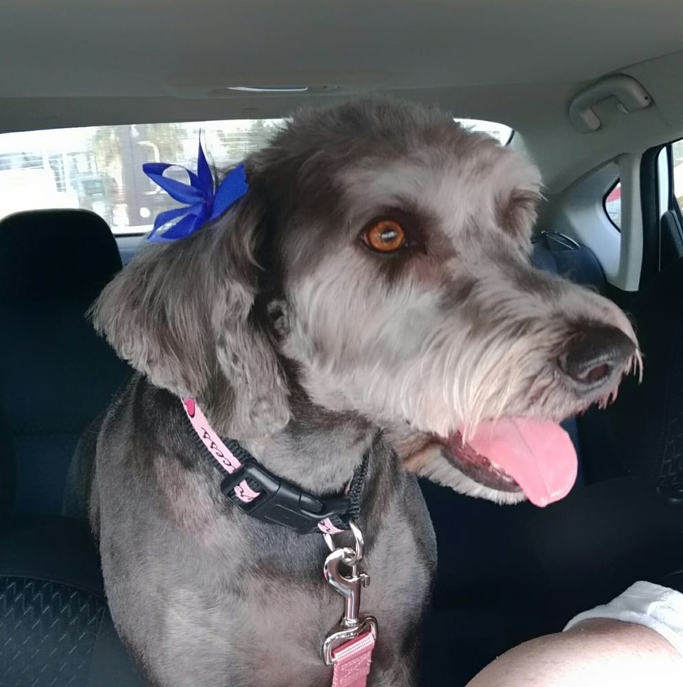 Katy Grooming 15 Photos & 10 Reviews Pet Groomers 1603 N