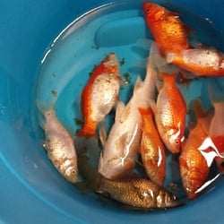 petsmart pet stores 2701