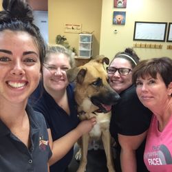 town and country pet boarding