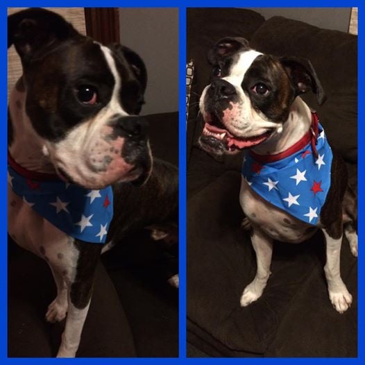 Petco Pet Stores 877 Central Ave, Dover, NH Phone Number Yelp