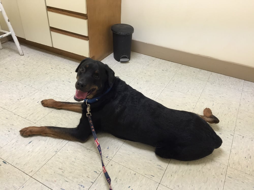 Hillside Veterinary Hospital Veterinarians 191 Augustine Ave