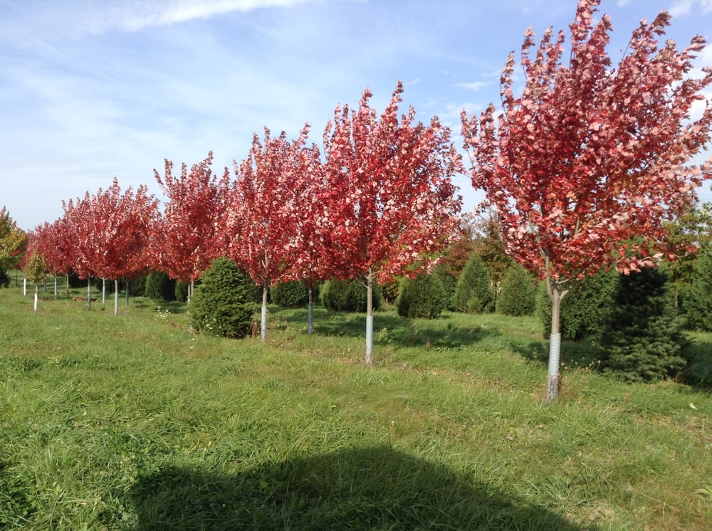 Timberland Trees Nurseries & Gardening 5304 County Rd J, Mount
