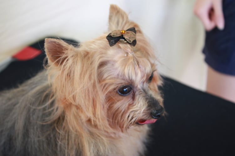 My Dog Spot 22 Photos & 38 Reviews Pet Groomers 14256 Imperial